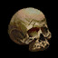 B Skull