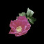 Dog-rose(i)